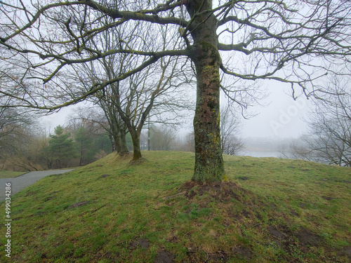 trees in the fog