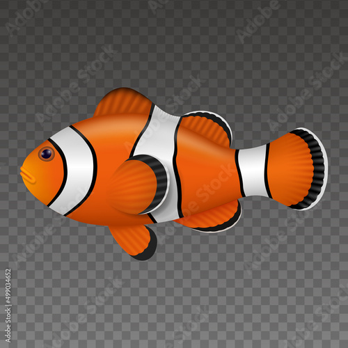 isolated clown fish. colorful fish realistic illustration