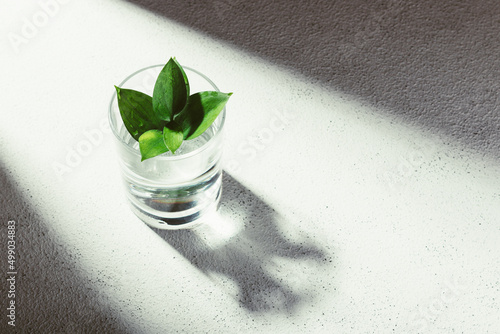 A cut branch of a green ruskus plant stands in a glass on a white concrete background