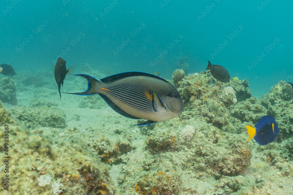 Fish swim in the Red Sea, colorful fish, Eilat Israel
Fish swim in the Red Sea, colorful fish, Eilat Israel