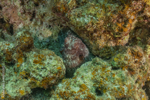 Octopus king of camouflage in the Red Sea, Eilat Israel 