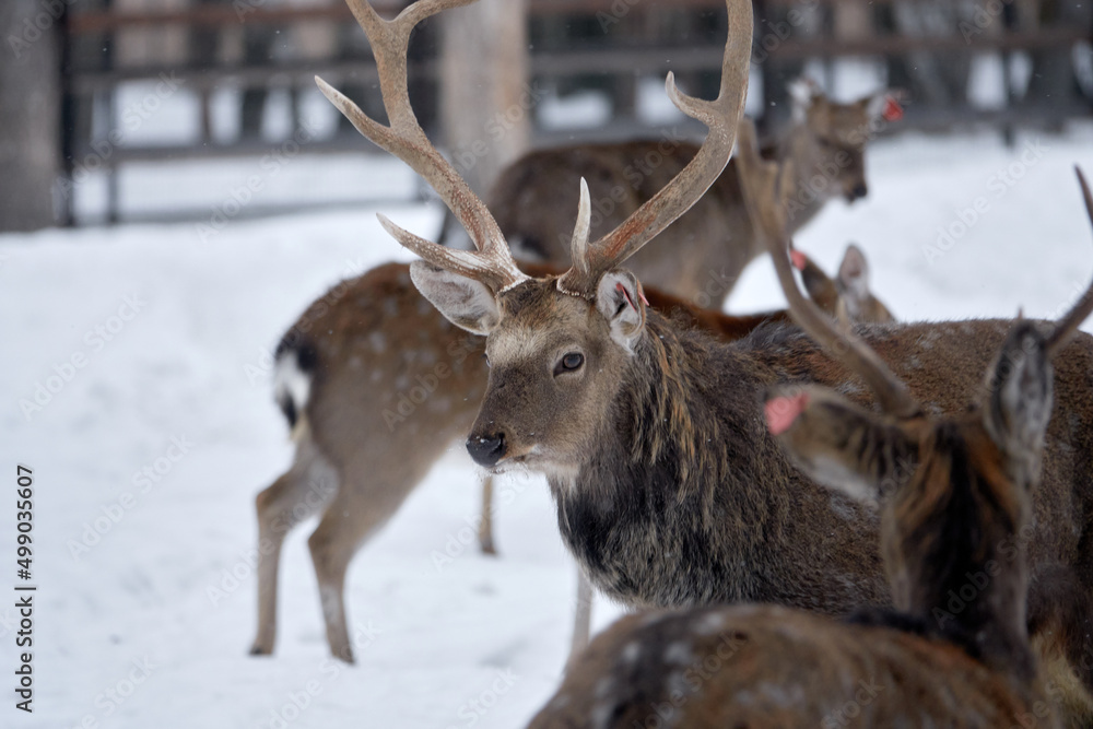 Spotted deer in the reserve in winter. Spotted deer in the reserve in winter.
