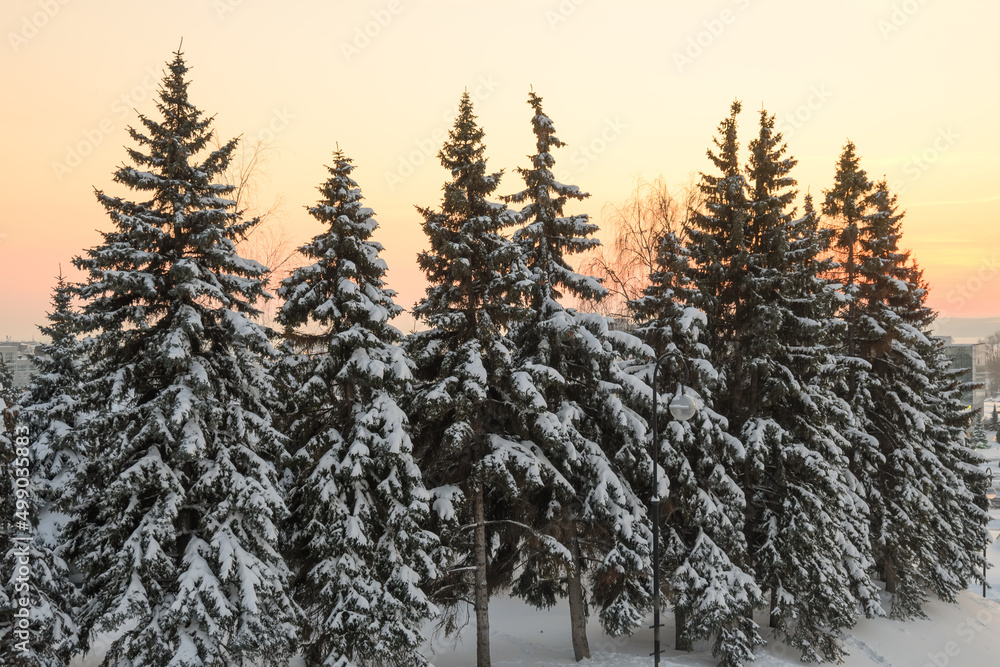 Beautiful calm evening winter forest. Beautiful calm evening winter forest.
