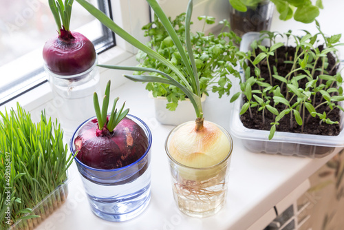Growing green onion in glass with water and various edible greens, lettuce leaves, microgreens on windowsill at home 