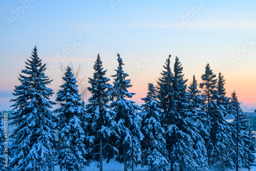 Beautiful calm evening winter forest.