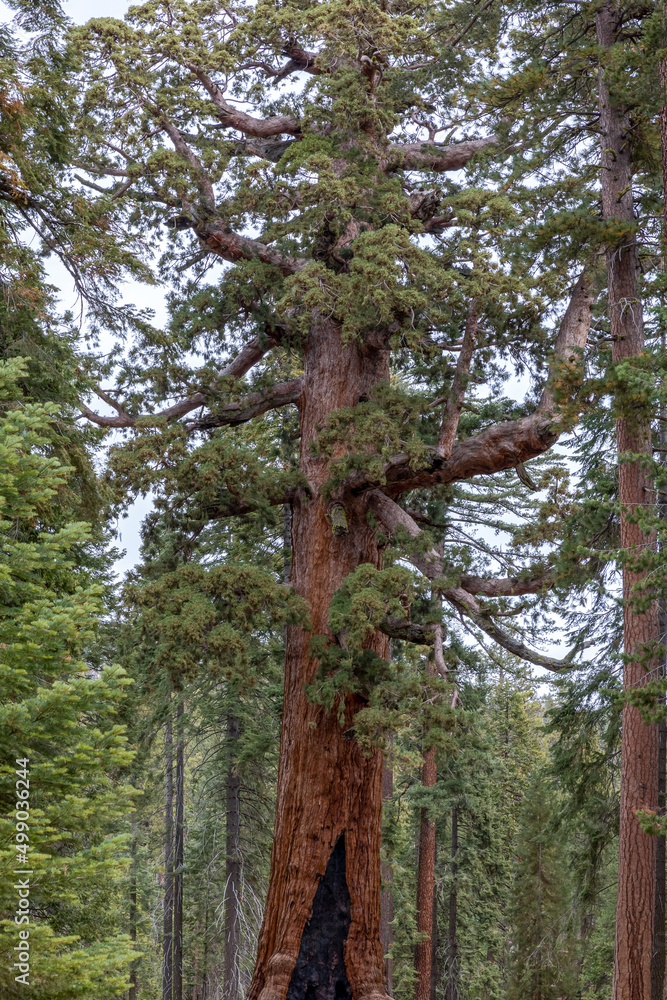 Fototapeta premium A view of the Grizzley Giant Sequoia tree at Yosemite national Park in Mariposa Grove.