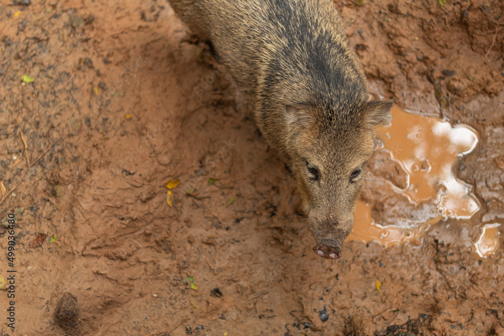 Obraz premium Wild pig standing in the mud next to a small puddle