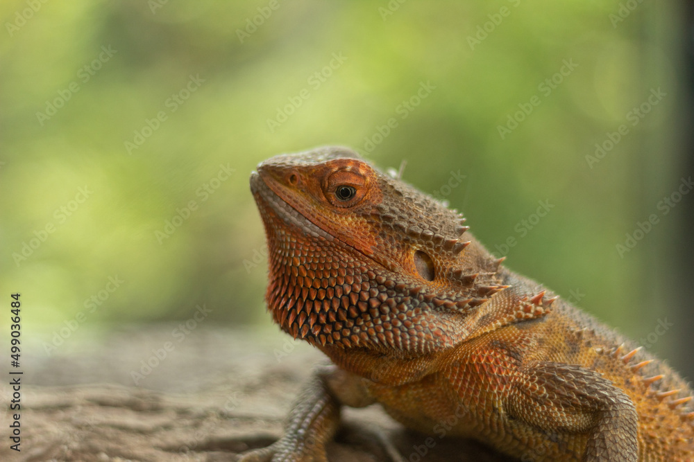 Obraz premium Close up of a beautiful orange central bearded dragon