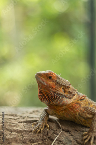 Beautiful orange central bearded dragon © Andres Serna