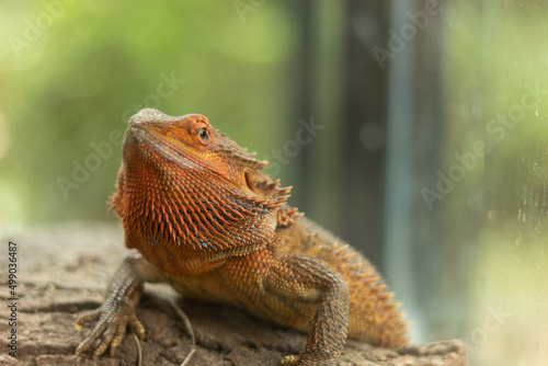 A beautiful orange central bearded dragon looking at the camera