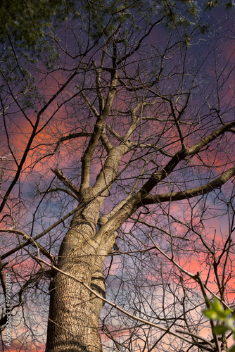 Very gorgeous  tree 