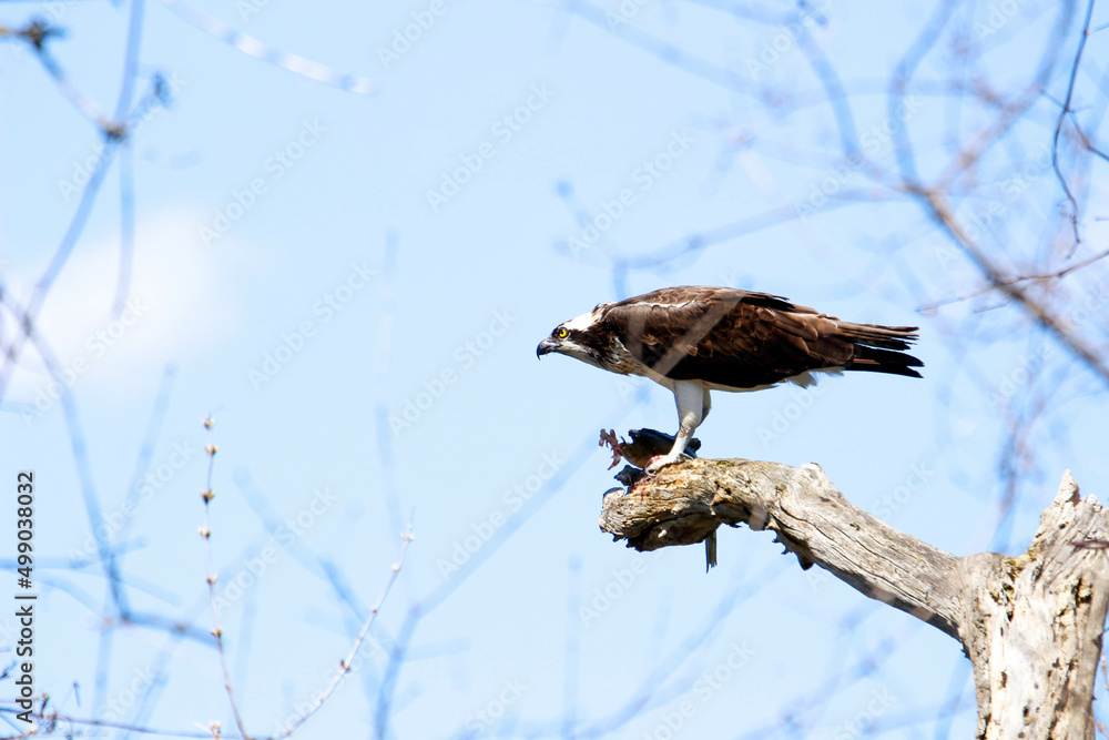 Fototapeta premium Series of photos showing an osprey bird eating a fish 