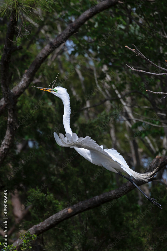 Great Egret flying in a wetland marsh with a stick for nest building. Great Egret flying in a wetland marsh with a stick for nest building.