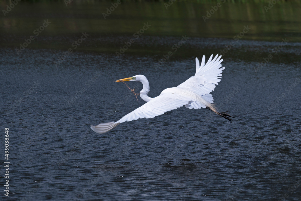 Great Egret flies over a small lake, carrying a stick for nest building during mating season. Great Egret flies over a small lake, carrying a stick for nest building during mating season.