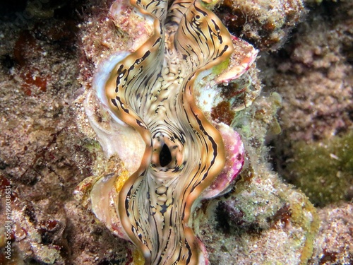 giant clam from the red sea