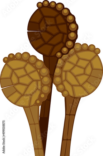 Closed sporangia of fern with spores