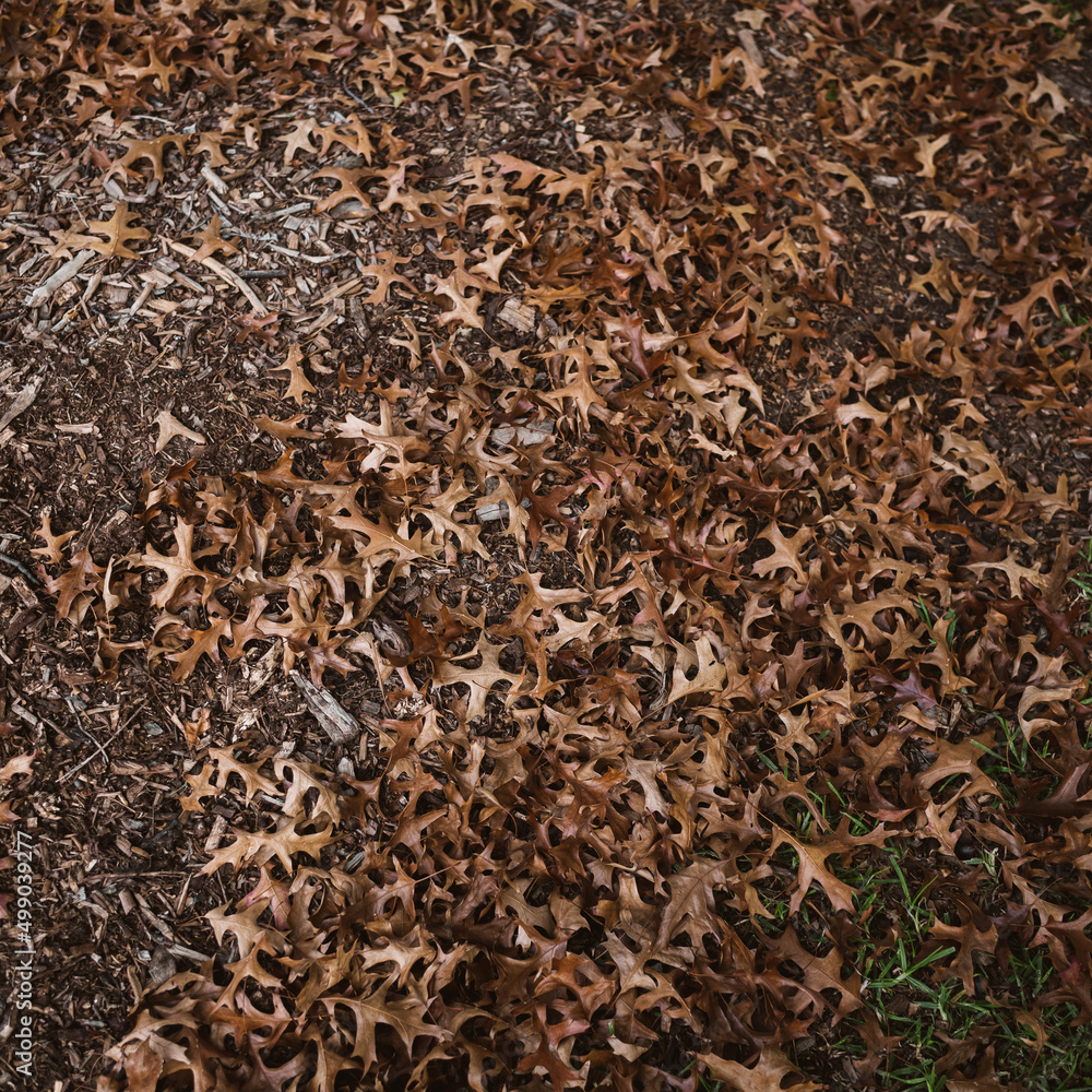 Autumn leaves on the ground Autumn leaves on the ground