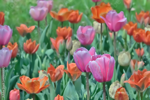 美しいチューリップの花 