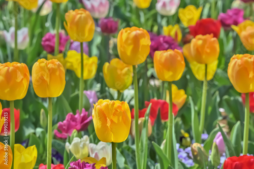 美しいチューリップの花　