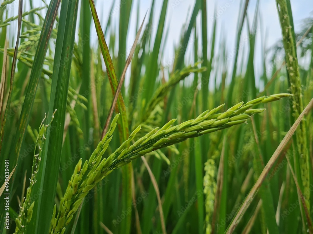 Rice field. Closeup of yellow paddy rice field with green leaf and Sunlight. Rice field on rice paddy green color lush growing is a agriculture. Closeup of yellow paddy. Rice field. Closeup of yellow paddy rice field with green leaf and Sunlight. Rice field on rice paddy green color lush growing is a agriculture. Closeup of yellow paddy.