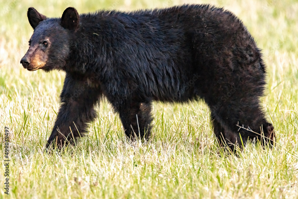 Fototapeta premium black bear on the grass
