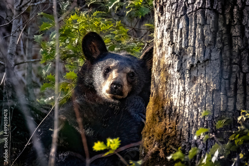 black bear cub