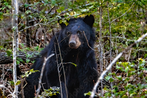 black bear in the woods