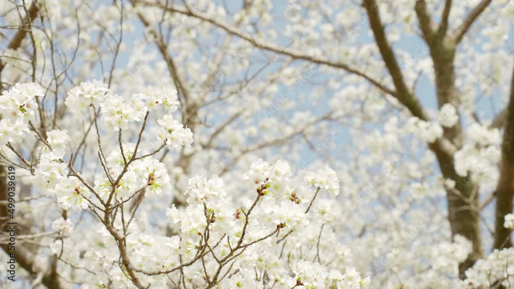 春風に吹かれる大島桜の花 春風に吹かれる大島桜の花