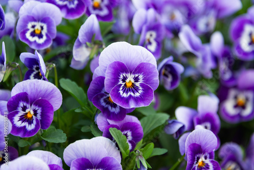 庭の紫色のビオラ