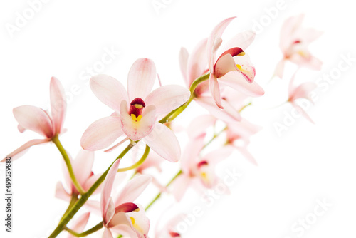 ピンクの蘭の花