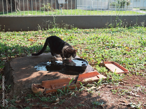 Gato bebendo água no quintal photo