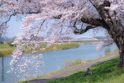 白石川堤一目千本桜 photo