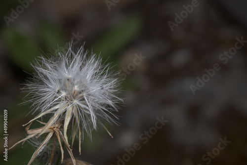 Cabeza de flor de diente de le  n en primavera esperando el vuelo