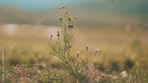 flor silvestre bailando con el viento en un campo abierto