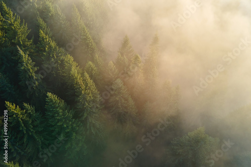 Canvas Print Beautiful scenery with light rays shining through foggy dark woods with evergreen trees in autumn morning