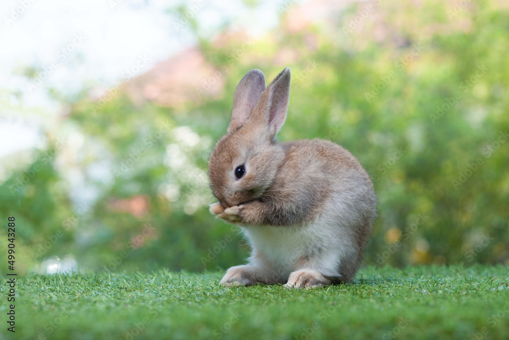 Little bunny on green background with bokeh, pet concept and cute little bunny playing in the garden. Pet rabbits. Little rabbit. Beautiful rabbit. Little bunny on green background with bokeh, pet concept and cute little bunny playing in the garden. Pet rabbits. Little rabbit. Beautiful rabbit.