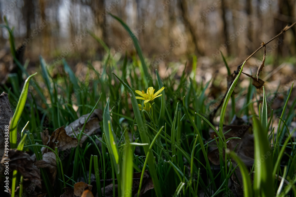 spring flowers spring flowers