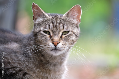 Portrait of gray cat resting on steet outdoors in summer