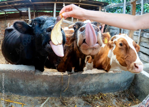 Drei afrikanische Kühe mit ausgestreckter Zunge auf einer Bananen Plantage in Tanzania Arusha essen Bananenschalen photo