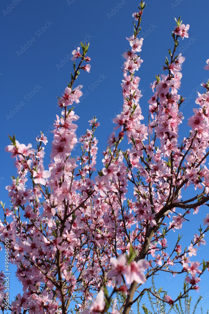 Beautiful pink peach blossom in spring, the background blue sky Beautiful pink peach blossom in spring, the background blue sky