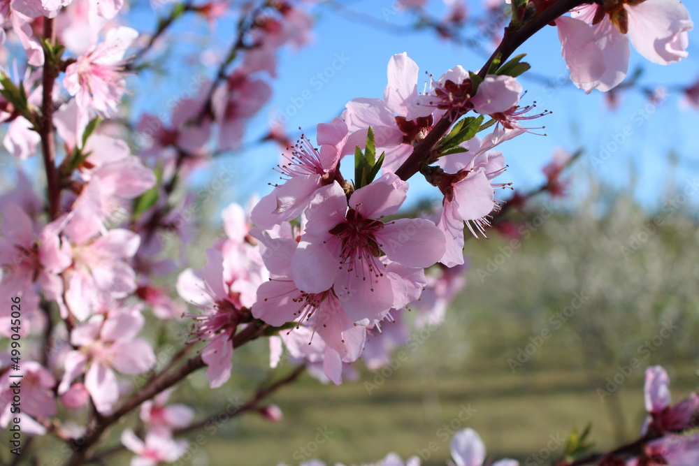 Beautiful pink peach blossom in spring. Peach blossom background. Blossoming peach tree branches