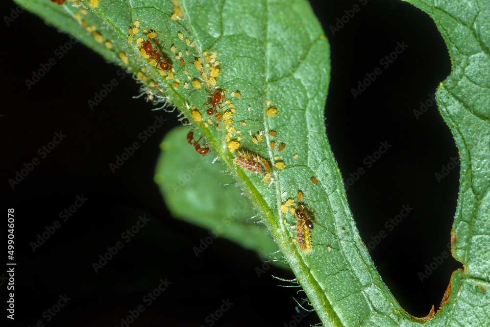 Ταπετσαρία ecology of fire ants and aphis on watermelon leaves.