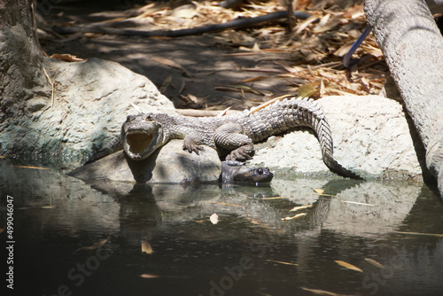 A swamp crocodile shows its teeth