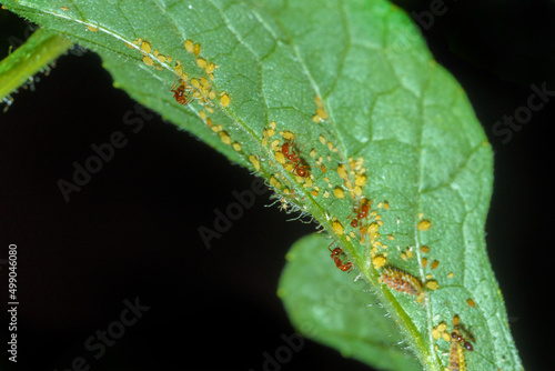 ecology of fire ants and aphis on watermelon leaves. photo