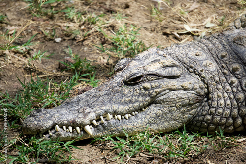A Nile crocodile rests on the ground