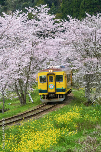桜のトンネルと菜の花列車 いすみ鉄道