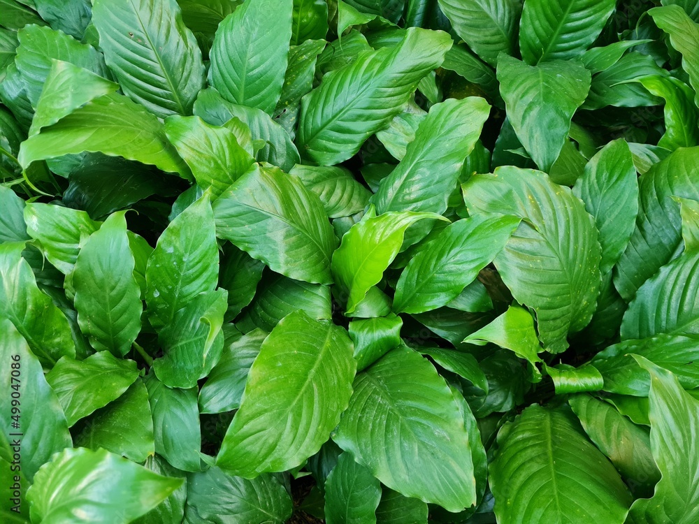 Green leaves pattern background, Natural background and wallpaper Green leaves pattern background, Natural background and wallpaper