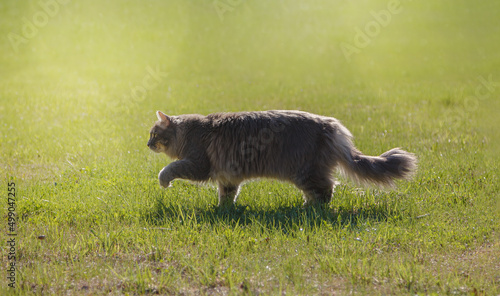 Shaggy cat stepping in the grass
