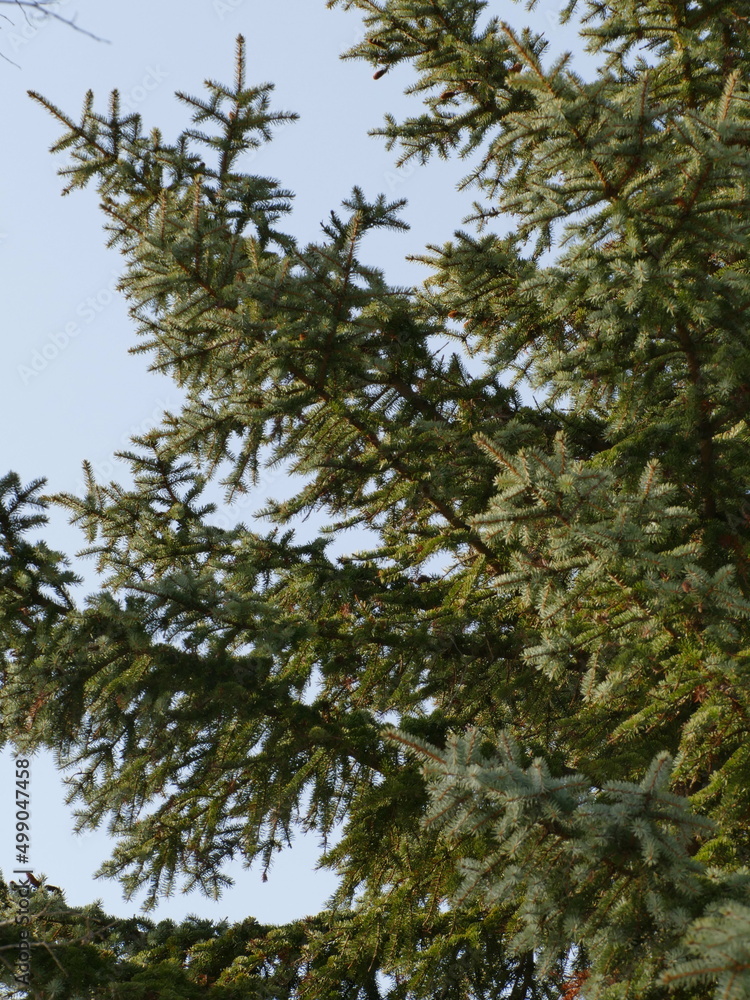 pine tree branches pine tree branches