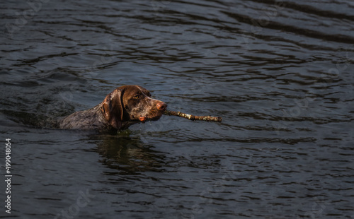 2022-04-13 A HUNTING DOG SWIMMING AND RETRIEVING A STICK AT A LOCAL LAKE IN WASHINGTON STATE photo